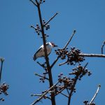 Conoce la biodiversidad de Jalisco en el Jardín Botánico Haravéri