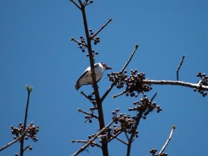 Conoce la biodiversidad de Jalisco en el Jardín Botánico Haravéri