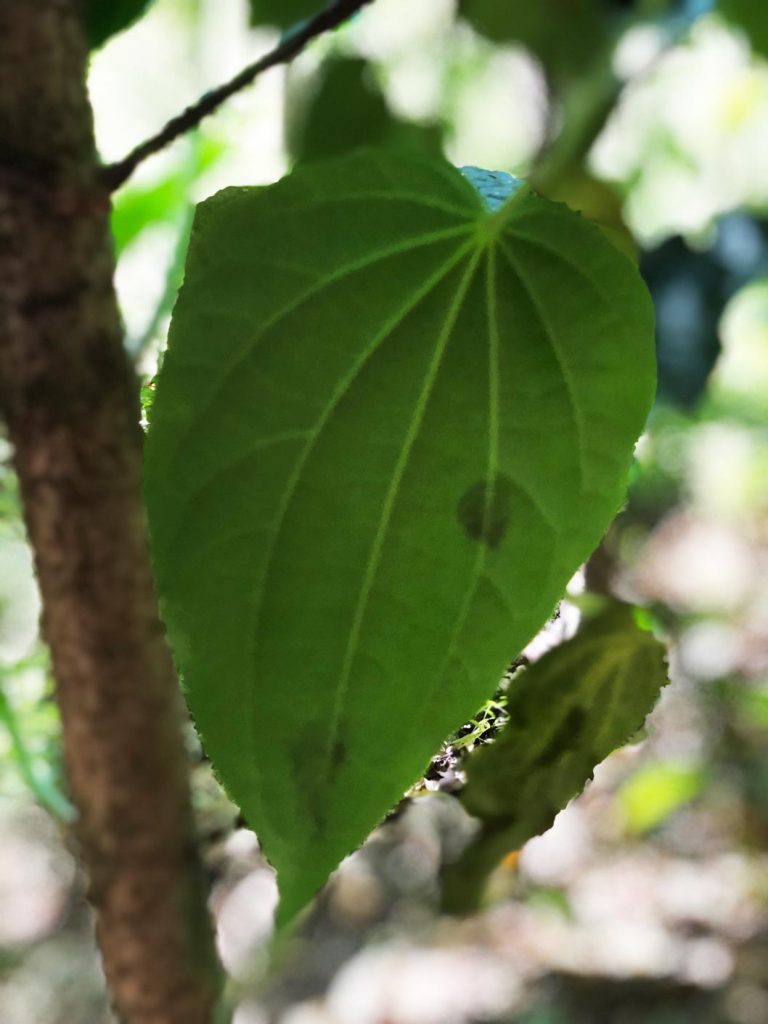 Limoncillo: especies comestibles del sur de Jalisco Foto: Mariana Castillo