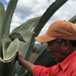 Conoce más sobre el pulque en la Hacienda de San Diego Xochuca