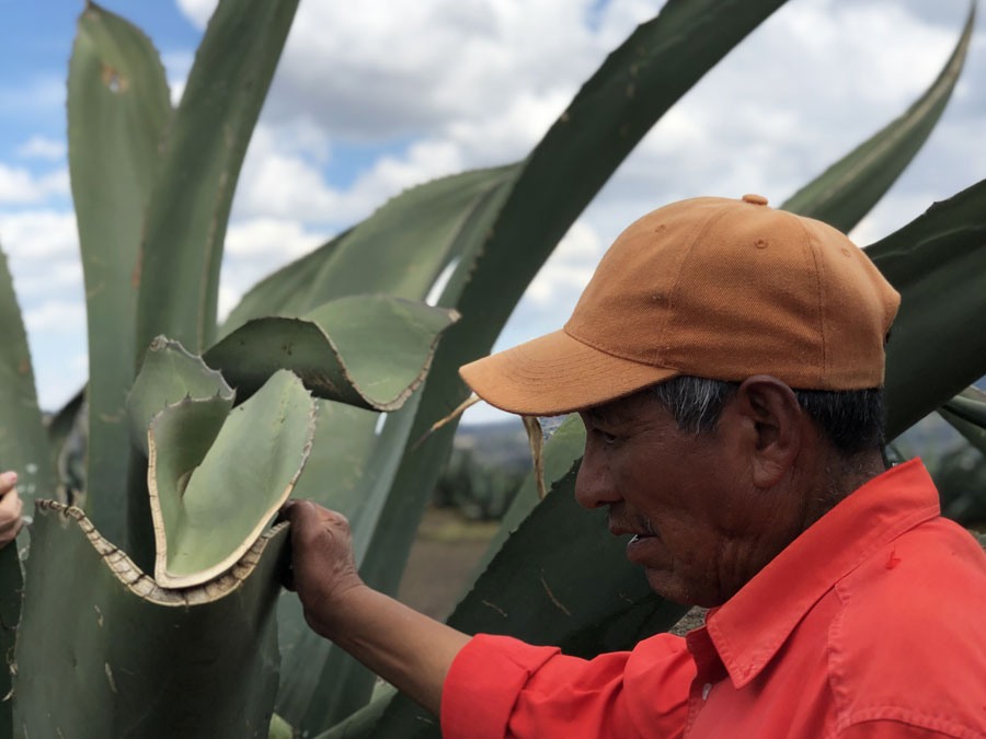 Conoce más sobre el pulque en la Hacienda de San Diego Xochuca