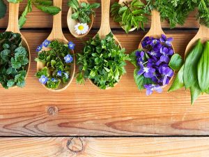 Medicina tradicional tlaxcalteca, plantas para curar cualquier dolencia