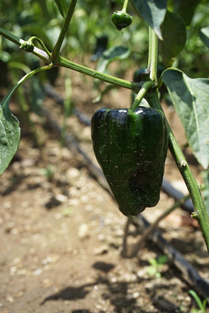 Ingredientes para el chile en nogada: chile poblano Foto: Mariana Castillo