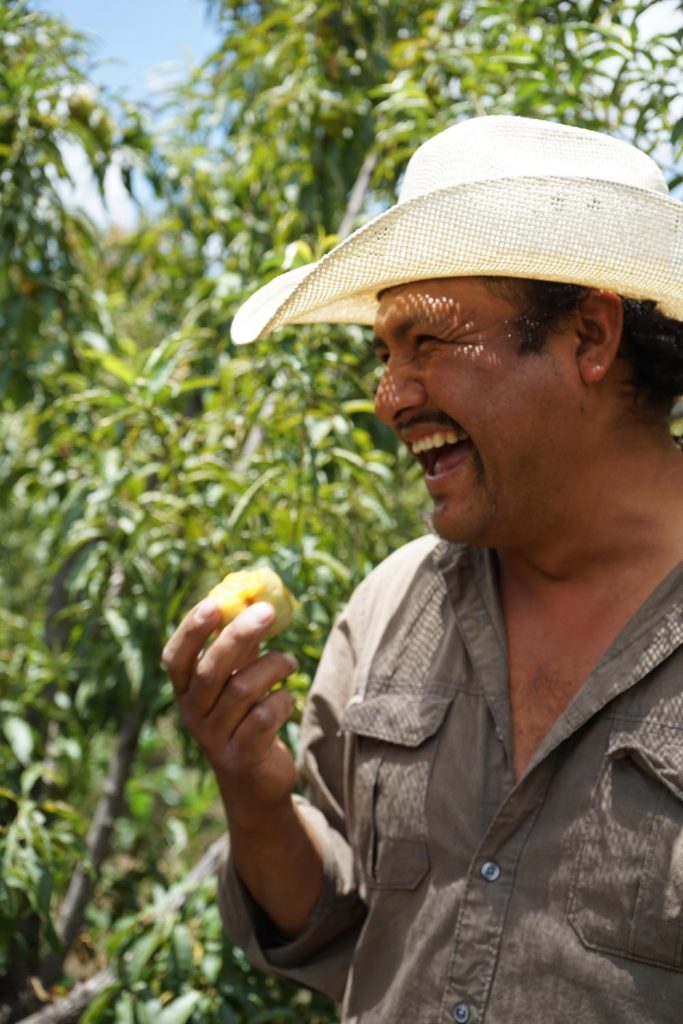 Ingredientes para el chile en nogada: Cecilio Morales y el durazno prisco Foto: Mariana Castillo