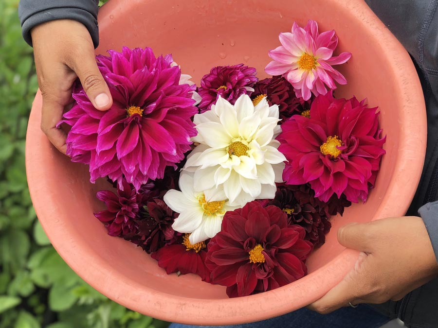 La dalia es la flor nacional y estas se cultivan en Tláhuac