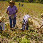 10 términos para entender la agricultura sostenible