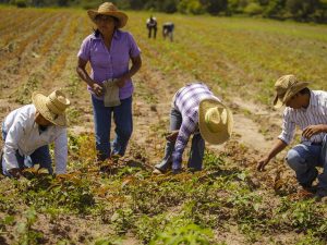 10 términos para entender la agricultura sostenible