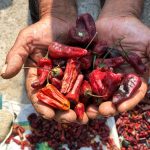 El achilito, un chile endémico de San Juan Bautista Cuicatlán