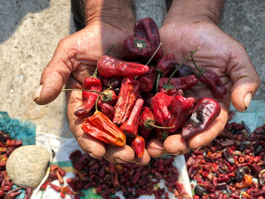 Chiles Cuicatlan de oaxaca