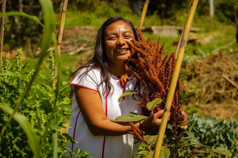 El amaranto puede usarse en platillos tradicionales, es nutritivo y fomenta el tejido social