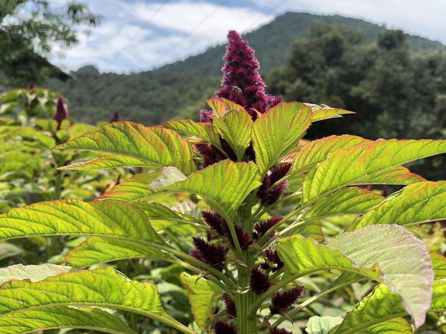 Conoce el amaranto y sus propiedades nutricionales, qué y cómo se come