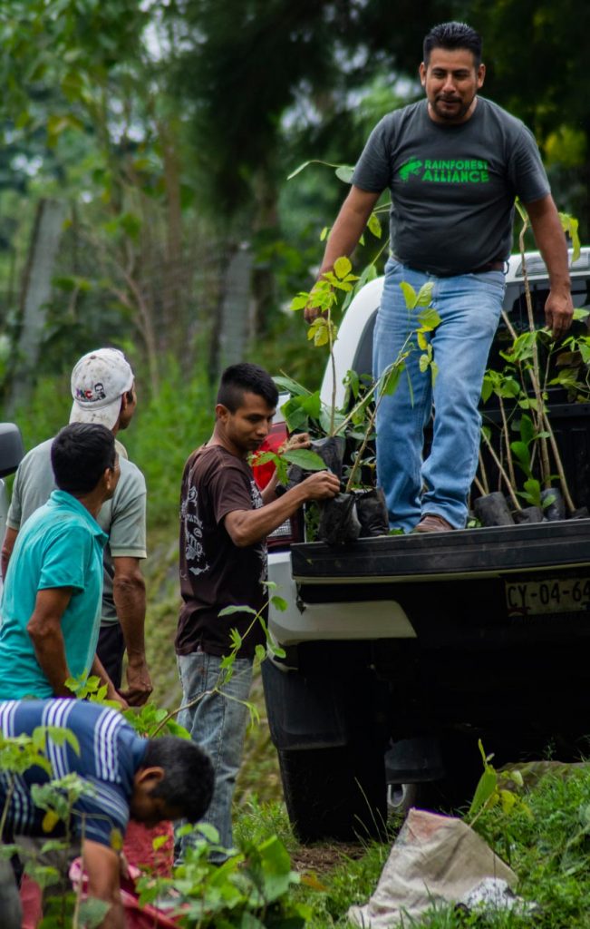 Reforestación en la Reserva de la Biosfera Volcán Tacaná, en Chiapas Foto: Graciela Zavala