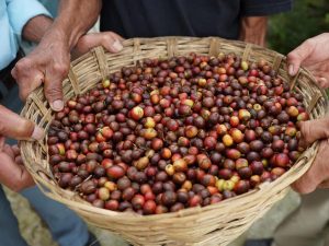 Proyectos de café sustentable en México que debes conocer