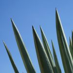 Datos sobre el maguey: más sobre esta especie