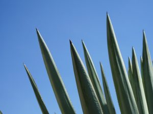 Datos sobre el maguey: más sobre esta especie