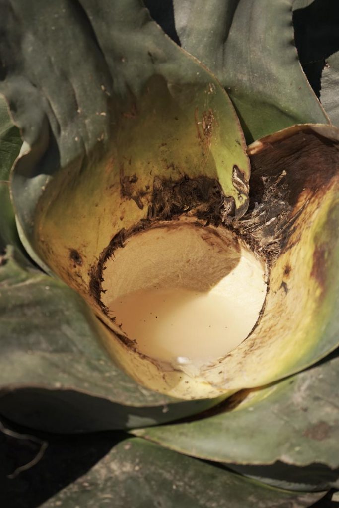 Entre los datos sobre el pulque que son importantes está el de que no todo maguey es pulquero Foto: Mariana Castillo