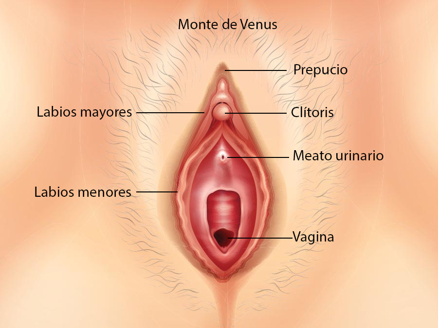 Salud sexual de las mujeres, ¿por reproducción o por placer?