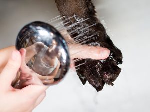 Medidas de higiene en mascotas durante la cuarentena