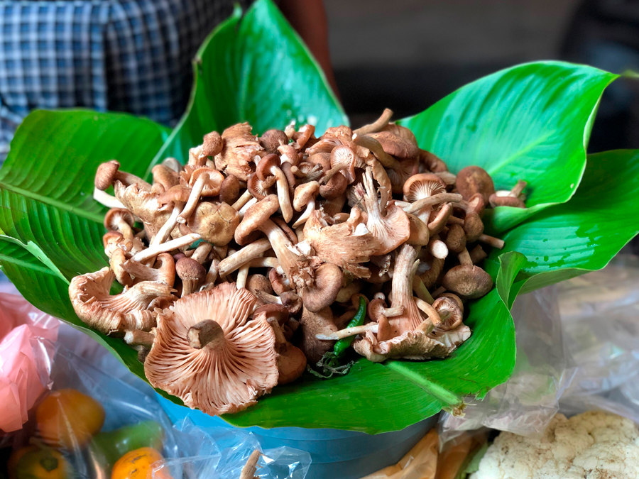 Hongos comestibles de Veracruz: variedad, sabor y ecología