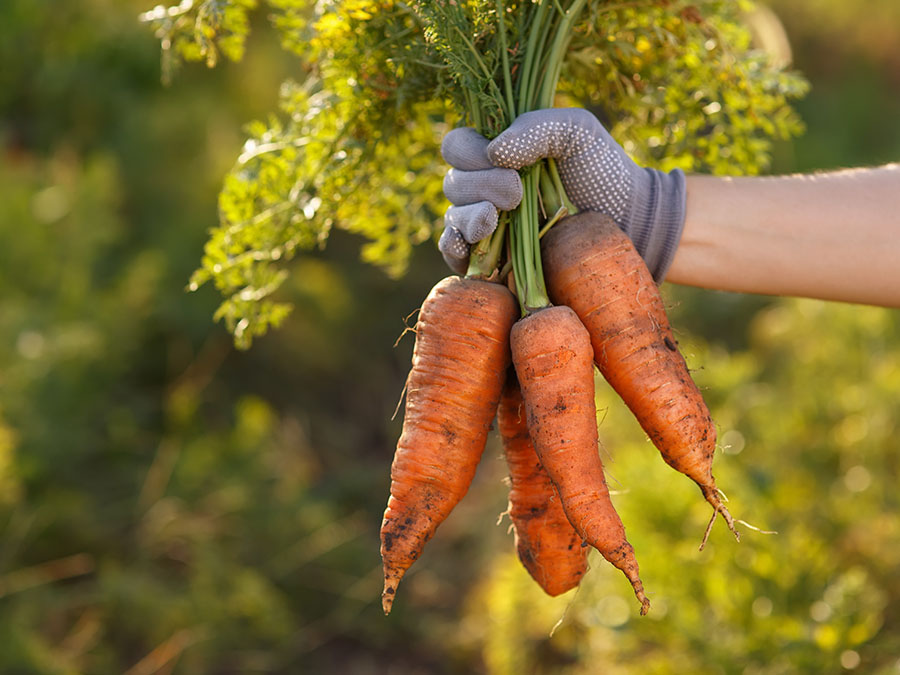 ¿Cómo mejorar la alimentación a pesar del contexto en el que vivimos?