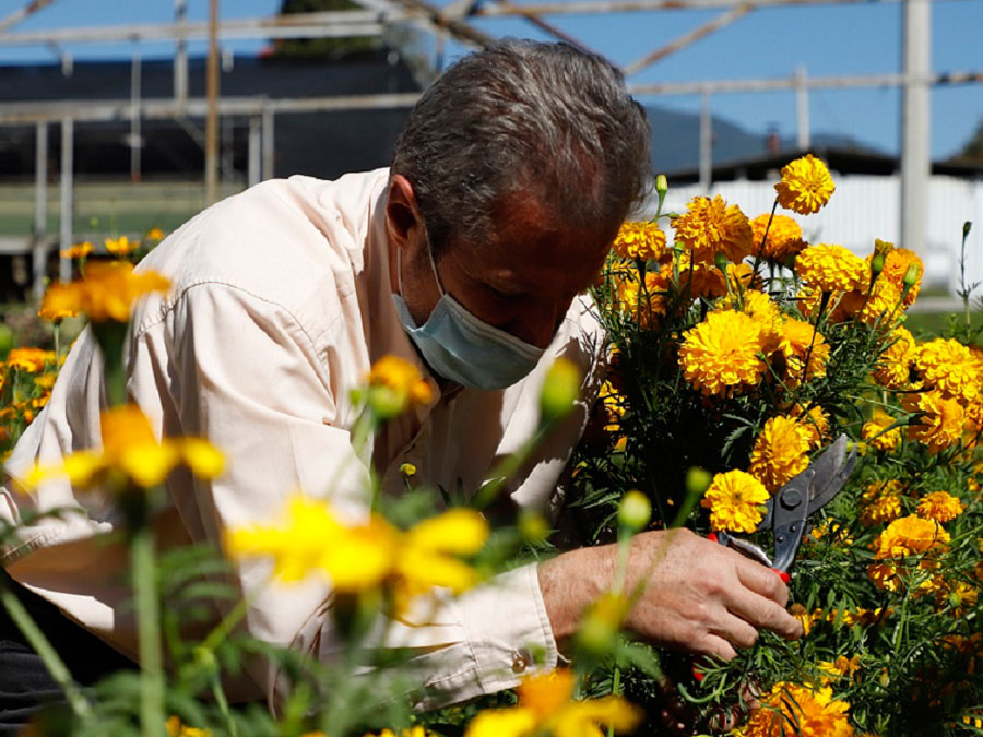 Flores para Día de Muertos en el Estado de México: floricultores listos para la temporada