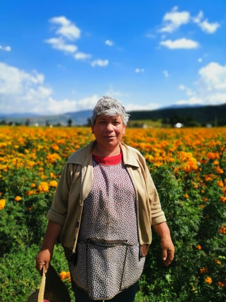 Flores para Día de Muertos en el Estado de México: floricultores listos para la temporada