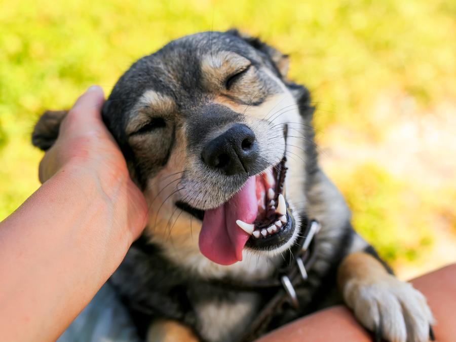 ¿Cómo festejar el Día Mundial del perro? ¡Amándolo y cuidándolo!