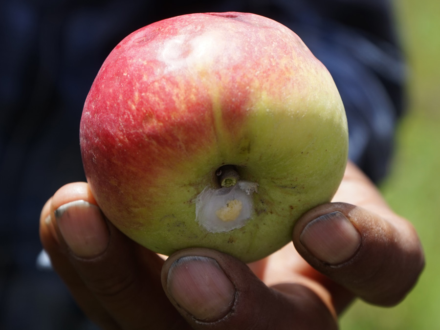 Manzana panochera, una variedad local en Puebla Foto: Mariana Castillo