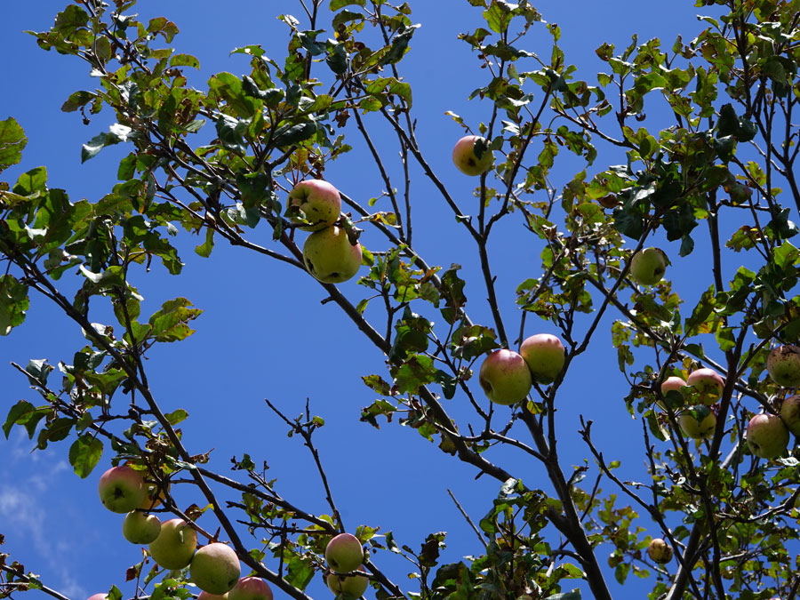 Las manzanas de antes no son como las que conocemos hoy en día. Foto: Mariana Castillo