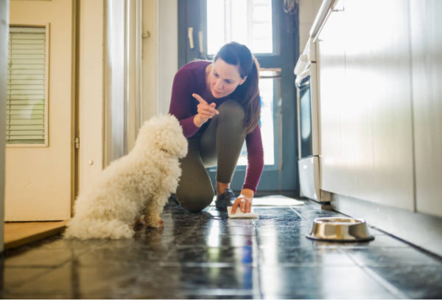 6 técnicas para enseñar a un perro a ir al baño